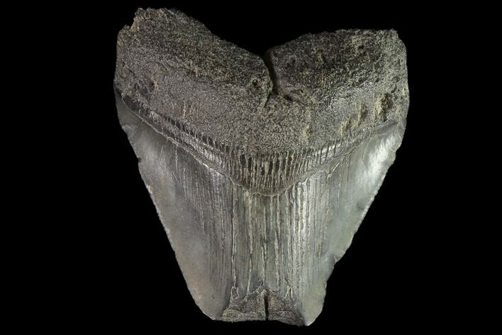 Fossil Megalodon Tooth - Feeding Damaged Tip #88994